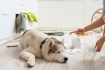 愛犬に『イライラ』してしまったら？関係性を悪化させないために飼い主がすべきことまで