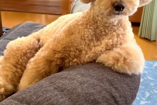 『お散歩行く？』と犬を誘ってみた結果→気が乗らないようで…人間のような『まさかの反応』が10万再生「とぼけ方が可愛い」「面白すぎｗ」