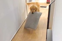 『どこ行ってたの！』お兄ちゃんと1ヶ月半ぶりに再会した大型犬→なぜかクッションを持って…愛おしい光景が40万再生「寂しかったね」「最高」