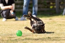 犬が突然『転んでしまう』原因4選　考えられる理由や危険な病気の初期症状まで