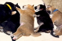 眠っている6匹の赤ちゃん犬→なぜか1匹が『真ん中で寝たい』と無理やり…とんでもなく尊い光景が40万再生「たまらない」「ずっと見てられる」