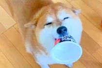 ニコニコ笑顔の犬が『棚の下におもちゃを落としてしまった』結果…動揺しすぎて見せた『表情の激変』に13万いいね「助け求めてるｗ」「可愛い」