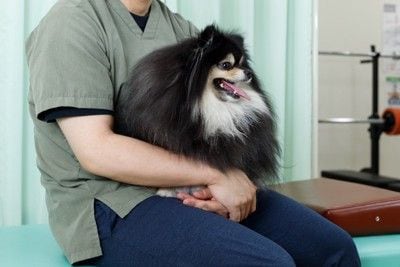 膝の上で抱っこされている犬