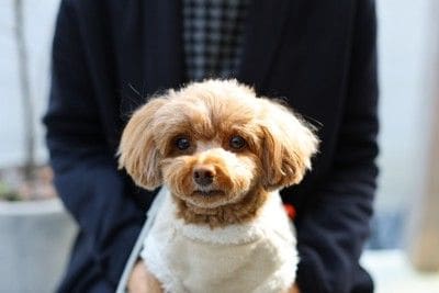 膝の上に乗る犬