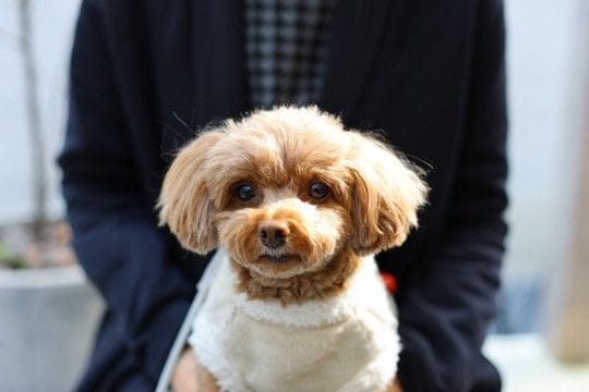 犬が『座っている飼い主の上に乗る』心理5選 可愛いけれど放っておいて大丈夫?注意点まで解説