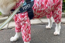 秋田犬とお出かけ中、突然『強風』が吹いた結果→ふと『顔』を見てみると…衝撃的な光景に2万いいね集まる「新種の犬ｗ」「フェイスブラシで草」