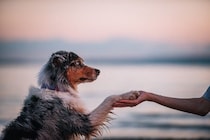 犬から『尊敬される人』の特徴4つ　頼りにされているかどうかを見極める方法まで