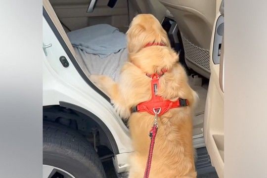 車に乗ろうとする『運動神経が悪い大型犬』→お尻が重すぎて登れずに…『一生懸命な光景』が可愛いと反響「みんな違ってみんないい」「頑張れ!」