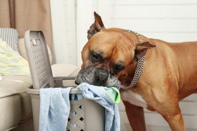 洗濯物を咥える犬
