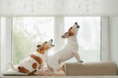 吠える犬