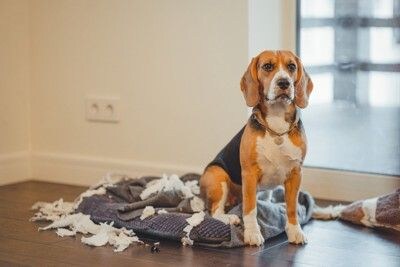 ベッドを破壊した犬