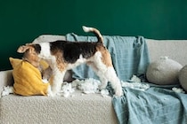 犬が『部屋を散らかす』3つの心理　繰り返しイタズラをしてしまう理由や対策まで