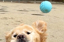 ボールキャッチをする大型犬→見事なまでに失敗してしまい…あまりにも情けない『表情』が15万表示「かわいいｗｗ」「癒されました」と絶賛