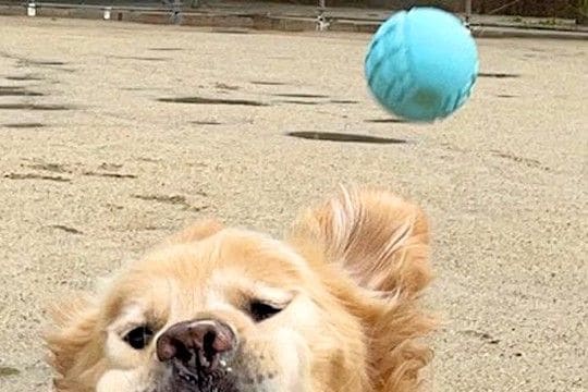 ボールキャッチをする大型犬→見事なまでに失敗してしまい…あまりにも情けない『表情』が15万表示「かわいいww」「癒されました」と絶賛
