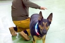 犬の足を拭き終わった後、『OK！』とおしりをポンと叩いたら…人間の女の子のような『表情と動き』が18万再生「訴えてて草」「レディだもん」