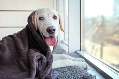 タオルを被る犬