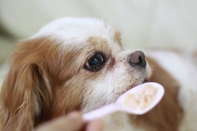 食事をもらう犬