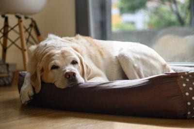 老犬ゴールデン