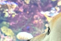 生まれて初めて『水族館』に行った犬→興味津々すぎて…小さな子供のような『表情』が19万表示「目が点にｗｗ」「夢中で見てて可愛すぎる」