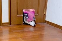 猫用の小さなドアを『自分も通れる』と勘違いした大型犬→どう見てもサイズが…『衝撃的な展開』が42万再生「猫から学んだ犬ｗ」「根性で草」