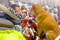 妻が『映画を見ながら寝落ちした』結果→近くにいた犬が、おててを使って…尊すぎる『気遣い』が11万再生「トントン可愛すぎ」「微笑ましい」