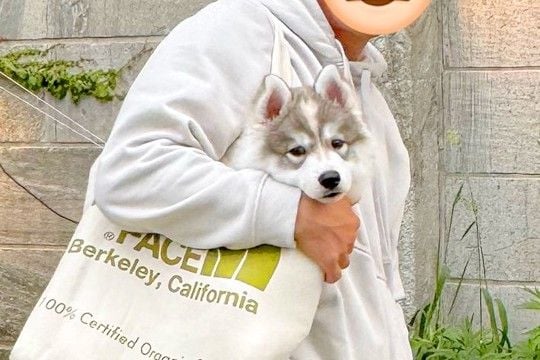 生後2ヶ月の子犬と写真撮影→1年後、同じ場所で同じように撮ってみたら…あまりにデカい『衝撃の一枚』に9万いいね「恐るべしw」「バグで草」