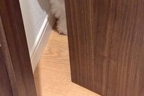 家でトイレ中『ノック音』がしたので、ドアを開けたら犬が…愛おしすぎる『ストーカー行為』に1万いいね「ぜひされたい」「妖精さん」と絶賛