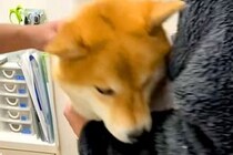 病院に注射を打ちにきた犬→診察台に乗ると怖がり、パパに向かって…応援したくなる『いじらしい光景』に悶絶「可愛過ぎてムリ」「お利口さんだ」