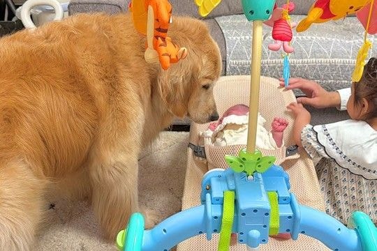 家に『赤ちゃんが遊びに来た』結果→大型犬が何度も様子を見に行って…『母性が爆発してしまう光景』が24万再生「感動した」「癒ししかない」