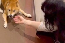 帰宅時、いつもは塩対応の犬→『飼い主のお母さん』が家に遊びに来ると…あからさまな『態度の違い』が42万再生「ツンデレ最高」「笑ったｗ」