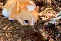 母が庭で『花植え』をしていたら、犬が邪魔をしてきて…想像以上に迷惑な『まさかの行動』に爆笑「伝説のツチノコか…」「大きいモグラで草」