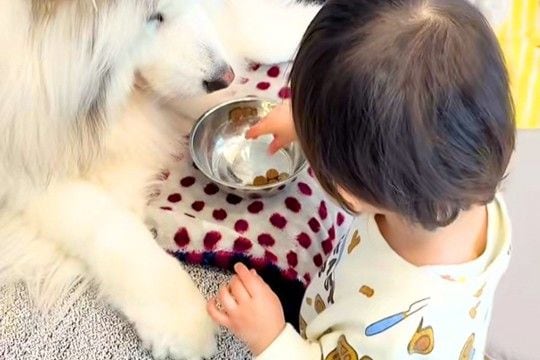 赤ちゃん『大型犬のお世話をしたい』→自分でごはんを用意して、1粒ずつ手に持って…優しさに溢れた『素敵すぎる光景』に反響「かわいい」