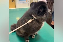 ウキウキで診察台に乗る犬→『ここは病院だ』と気付いた瞬間に…あまりにもわかりやすい『絶望する光景』に2万いいね「可愛すぎますｗｗ」