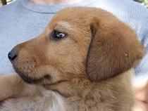 犬の嫌いな音を知っていますか？