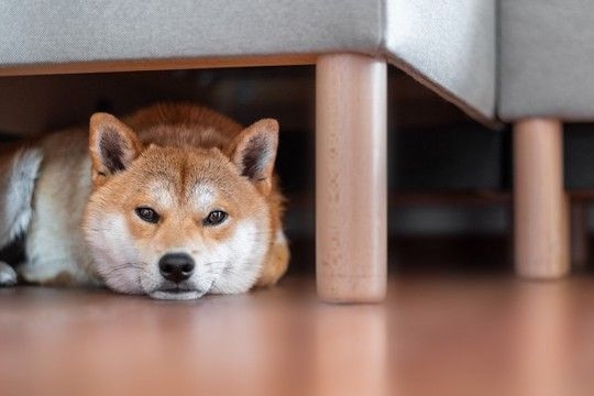 犬が『ソファの下に隠れる』4つの理由　無理やり引っ張り出すのはNG？対処法まで解説