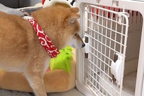 朝、4匹の犬に『ハウス』と指示した結果→1つだけ扉が閉まっていて…想定外な『まさかの光景』に反響「おもしろｗ」「めっちゃ笑ったｗｗ」
