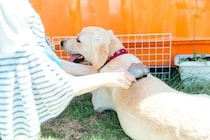 『犬の臭いを消す方法』6選　部屋に残ってしまう犬臭の原因や効果的なケアの仕方まで