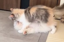 床で寝ていた子犬→子猫が近づいていって…思わずニヤける『容赦ない起こし方』が32万再生「可愛さが渋滞してる」「幸せな空間すぎて吸いたい」