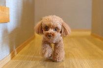 愛犬が『ずっとついてくる』心理5つ　飼い主につきまとうのはなぜ？やめさせた方がいいの？