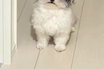 帰宅後、寝ていた犬が『お出迎え』をしてくれて…顔を見てみると→『ヨボヨボな表情』が愛おしいと18万いいね「起きてくれて尊い」「可愛いｗ」
