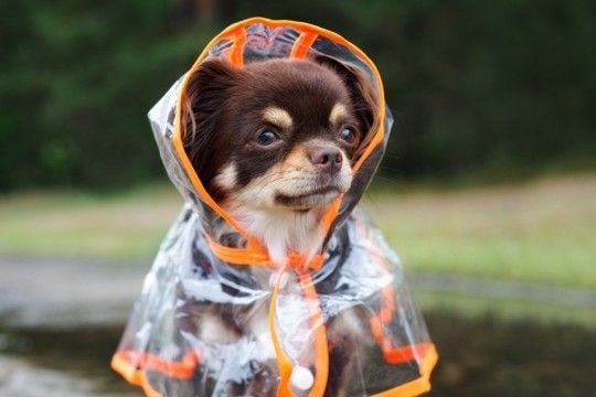 犬に『レインコート』は必要？選ぶ際のポイントやスムーズに着せるコツまで