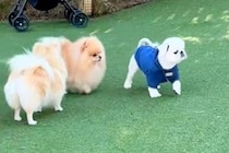 ドッグランに来た犬→他のワンコから『熱い視線を向けられた』結果…人間味あふれる『気まずそうな表情』に反響「最上級に可愛い」「ガン見ｗｗ」