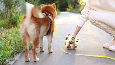 犬の排泄物を拾う手