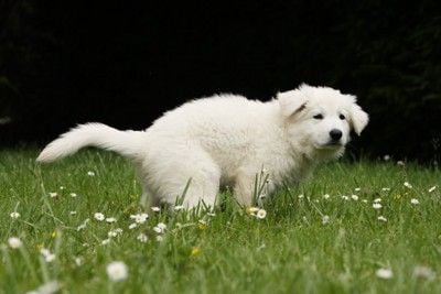 草むらで排泄する犬