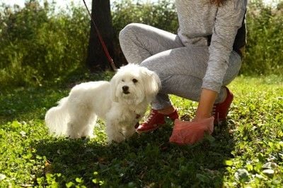 犬の排泄物を拾う飼い主