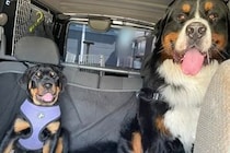 先輩犬の『半分以下のサイズ』だった後輩子犬→2年後、同じ場所で撮影したら…衝撃的な『成長速度』に2万いいね「凄まじい」「さすが大型犬」