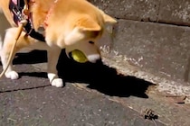 夜、ボールを咥えて散歩していた犬→途中で『松ぼっくり』を発見してしまい…わかりやすく『葛藤する光景』が130万再生「めっちゃ悩むやんｗ」