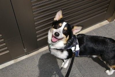 散歩を終えて満足気な犬