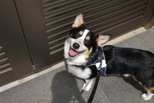 犬に『散歩が楽しい』と思ってもらう方法5つ　コース選びのポイントや今日からできる工夫まで