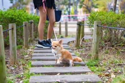 散歩を嫌がる犬